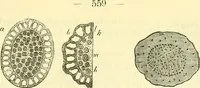 An illustration from Die wissenschaftliche Ausbildung des Apothekerlehrlings und seine Vorbereitung zum Gehülfenexamen : mit Rücksicht auf die neuesten Anforderungen (1884)