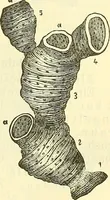 An illustration from Die wissenschaftliche Ausbildung des Apothekerlehrlings und seine Vorbereitung zum Gehülfenexamen : mit Rücksicht auf die neuesten Anforderungen (1884)