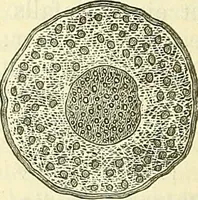An illustration from Die wissenschaftliche Ausbildung des Apothekerlehrlings und seine Vorbereitung zum Gehülfenexamen : mit Rücksicht auf die neuesten Anforderungen (1884)