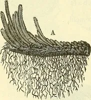 An illustration from Die wissenschaftliche Ausbildung des Apothekerlehrlings und seine Vorbereitung zum Gehülfenexamen : mit Rücksicht auf die neuesten Anforderungen (1884)