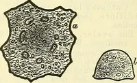 An illustration from Die wissenschaftliche Ausbildung des Apothekerlehrlings und seine Vorbereitung zum Gehülfenexamen : mit Rücksicht auf die neuesten Anforderungen (1884)