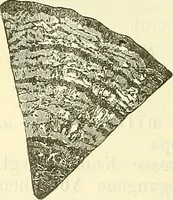 An illustration from Die wissenschaftliche Ausbildung des Apothekerlehrlings und seine Vorbereitung zum Gehülfenexamen : mit Rücksicht auf die neuesten Anforderungen (1884)