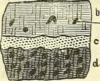 An illustration from Die wissenschaftliche Ausbildung des Apothekerlehrlings und seine Vorbereitung zum Gehülfenexamen : mit Rücksicht auf die neuesten Anforderungen (1884)