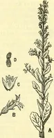 An illustration from Die wissenschaftliche Ausbildung des Apothekerlehrlings und seine Vorbereitung zum Gehülfenexamen : mit Rücksicht auf die neuesten Anforderungen (1884)