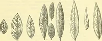 An illustration from Die wissenschaftliche Ausbildung des Apothekerlehrlings und seine Vorbereitung zum Gehülfenexamen : mit Rücksicht auf die neuesten Anforderungen (1884)