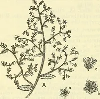 An illustration from Die wissenschaftliche Ausbildung des Apothekerlehrlings und seine Vorbereitung zum Gehülfenexamen : mit Rücksicht auf die neuesten Anforderungen (1884)