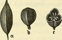 An illustration from Die wissenschaftliche Ausbildung des Apothekerlehrlings und seine Vorbereitung zum Gehülfenexamen : mit Rücksicht auf die neuesten Anforderungen (1884)