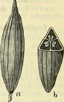 An illustration from Die wissenschaftliche Ausbildung des Apothekerlehrlings und seine Vorbereitung zum Gehülfenexamen : mit Rücksicht auf die neuesten Anforderungen (1884)