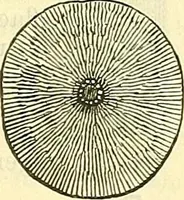 An illustration from Die wissenschaftliche Ausbildung des Apothekerlehrlings und seine Vorbereitung zum Gehülfenexamen : mit Rücksicht auf die neuesten Anforderungen (1884)