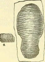 An illustration from Die wissenschaftliche Ausbildung des Apothekerlehrlings und seine Vorbereitung zum Gehülfenexamen : mit Rücksicht auf die neuesten Anforderungen (1884)