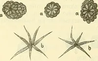 An illustration from Die wissenschaftliche Ausbildung des Apothekerlehrlings und seine Vorbereitung zum Gehülfenexamen : mit Rücksicht auf die neuesten Anforderungen (1884)