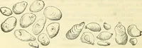 An illustration from Die wissenschaftliche Ausbildung des Apothekerlehrlings und seine Vorbereitung zum Gehülfenexamen : mit Rücksicht auf die neuesten Anforderungen (1884)