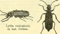 An illustration from Die wissenschaftliche Ausbildung des Apothekerlehrlings und seine Vorbereitung zum Gehülfenexamen : mit Rücksicht auf die neuesten Anforderungen (1884)