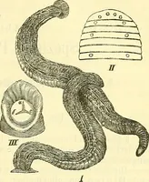 An illustration from Die wissenschaftliche Ausbildung des Apothekerlehrlings und seine Vorbereitung zum Gehülfenexamen : mit Rücksicht auf die neuesten Anforderungen (1884)