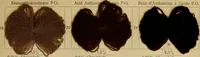 Picture 10 of 43 from Die Wollfarbstoffe des Jahres 1913 = b Wool colours 1913 (1913), leaf 20