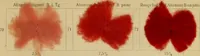 An illustration from Die Wollfarbstoffe des Jahres 1913 = b Wool colours 1913 (1913)