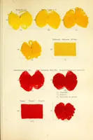 An illustration from Die Wollfarbstoffe des Jahres 1913 = Wool colours 1913 = Les colorants pour laine de l'année 1913 (1913)