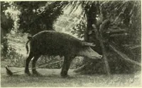 An illustration from The digressions of V., written for his own fun and that of his friends (1910)
