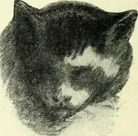 An illustration from The digressions of V., written for his own fun and that of his friends (1910)