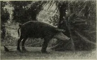 An illustration from The digressions of V. : written for his own fun and that of his friends (1910)