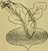 Picture 29 of 180 from The dining room and its appointments (1896), leaf 33