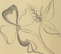 Picture 57 of 180 from The dining room and its appointments (1896), leaf 46