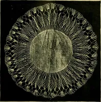 Picture 127 of 180 from The dining room and its appointments (1896), leaf 97
