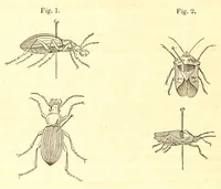 An illustration from Directions for collecting, preserving and transporting specimens of natural history (1852)
