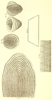 An illustration from Directions for making French raised worsted work (1880)