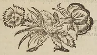 An illustration from Directorivm generale vranometricvm : in quo trigonometriae logarithmicae fvndamenta, ac regulae demonstrantur, astronomicaeq[ue] supputationes ad solam ferè vulgarem additionem reducuntur : opus vtilissimum astronomis, geometris, arithmeticis, perspectiuis, architectis, praecipuè militaribus, mechanicis, geographis, nec non ipsis philosophis naturalibus (1632)