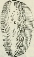 Picture 100 of 260 from Discorsi delle fortificationi, espugnationi, & difese delle città & d'altri luoghi (1588), leaf 113