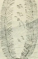 An illustration from Discorsi delle fortificationi, espugnationi, & difese delle città & d'altri luoghi (1588)