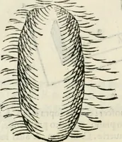 An illustration from Discorsi delle fortificationi, espugnationi, & difese delle città & d'altri luoghi (1588)