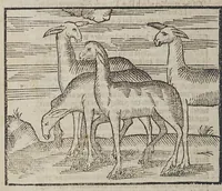 An illustration from The discouerie and conquest of the prouinces of Peru, and the nauigation in the South Sea, along that coast. : And also of the ritche mines of Potosi. (1581)