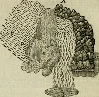 An illustration from Discours de la methode : pour bien conduire sa raison, & chercher la verité dans les sciences : Plus La dioptrique, et Les meteores. Qui sont des essais de cette methode. (1667)