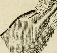 An illustration from Discours de la methode : pour bien conduire sa raison, & chercher la verité dans les sciences : Plus La dioptrique, et Les meteores. Qui sont des essais de cete methode (1658)