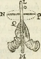 An illustration from Discours de la methode : pour bien conduire sa raison, & chercher la verité dans les sciences : Plus La dioptrique, et Les meteores. Qui sont des essais de cete methode (1658)