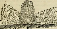 Picture 85 of 100 from Discours de la methode : pour bien conduire sa raison, & chercher la verité dans les sciences : Plus La dioptrique, et Les meteores. Qui sont des essais de cete methode (1658), leaf 294