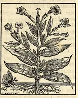 Picture 8 of 8 from Discours du tabac, ou il est traité particulierement du tabac en poudre. : Avec des raisonnemens physiques sur les vertus & sur les effets de cette plante, & de ses divers usages dans la medecine. (1693), leaf 35