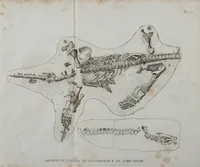 An illustration from Discours sur les révolutions de la surface du globe : et sur les changemens qu'elles ont produits dans le règne animal (1828)