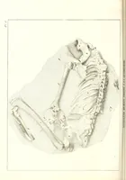 An illustration from Discours sur les révolutions de la surface du globe : et sur les changemens qu'elles ont produits dans le régne animal (1826)