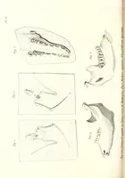 An illustration from Discours sur les révolutions de la surface du globe : et sur les changemens qu'elles ont produits dans le régne animal (1826)