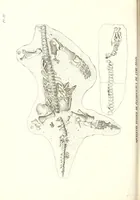 An illustration from Discours sur les révolutions de la surface du globe : et sur les changemens qu'elles ont produits dans le régne animal (1826)
