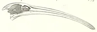 An illustration from Discours sur les révolutions de la surface du globe : et sur les changemens qu'elles ont produits dans le régne animal (1826)