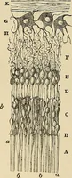 Picture 280 of 444 from Discoveries and inventions of the nineteenth century (1905), leaf 508