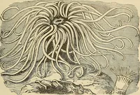Picture 400 of 444 from Discoveries and inventions of the nineteenth century (1905), leaf 731