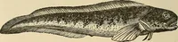 An illustration from Discoveries and inventions of the nineteenth century (1905)