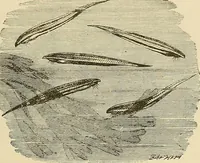 An illustration from Discoveries and inventions of the nineteenth century (1905)