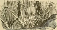 Picture 403 of 444 from Discoveries and inventions of the nineteenth century (1905), leaf 735