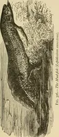 An illustration from Discoveries and inventions of the nineteenth century (1905)